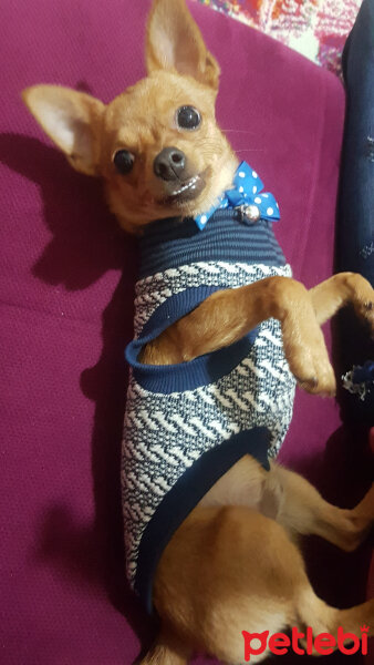 Chihuahua, Köpek  Arsız fotoğrafı