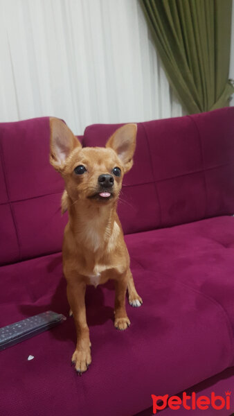 Chihuahua, Köpek  Arsız fotoğrafı