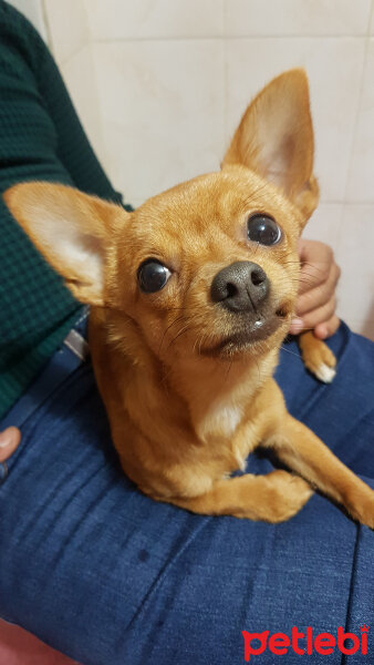 Chihuahua, Köpek  Arsız fotoğrafı