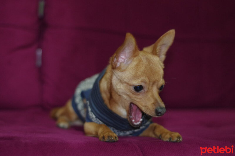 Chihuahua, Köpek  Arsız fotoğrafı