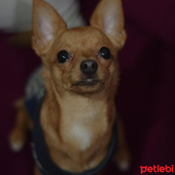 Chihuahua, Köpek  Arsız fotoğrafı