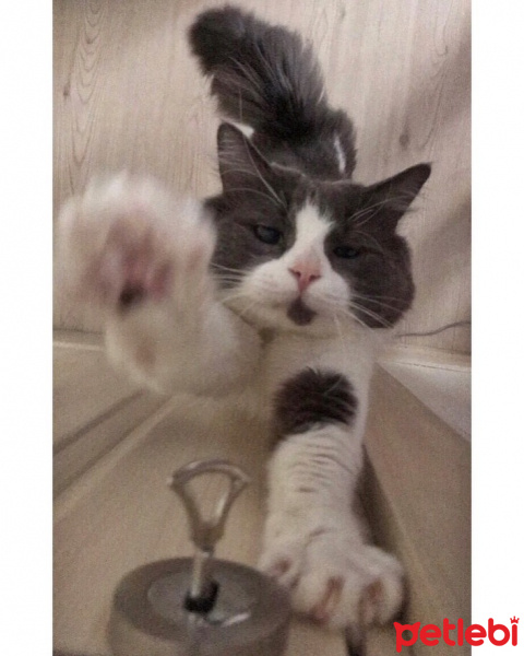 British Shorthair, Kedi  Hayalet fotoğrafı