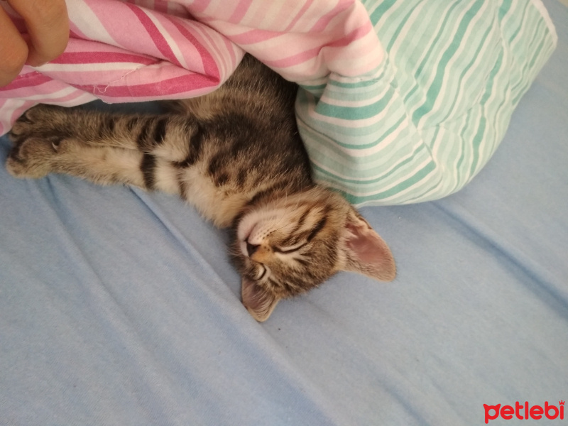Tekir Kedi, Kedi  Hayriş fotoğrafı