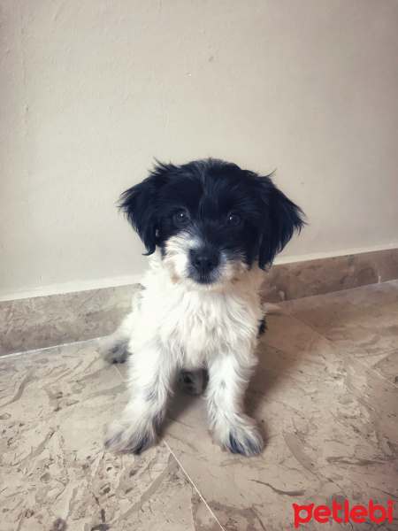 Tibet Terrieri, Köpek  LİNDA fotoğrafı