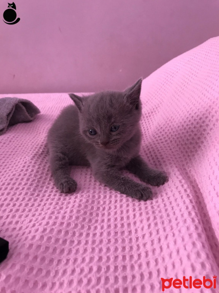 Scottish Fold, Kedi  yumak fotoğrafı