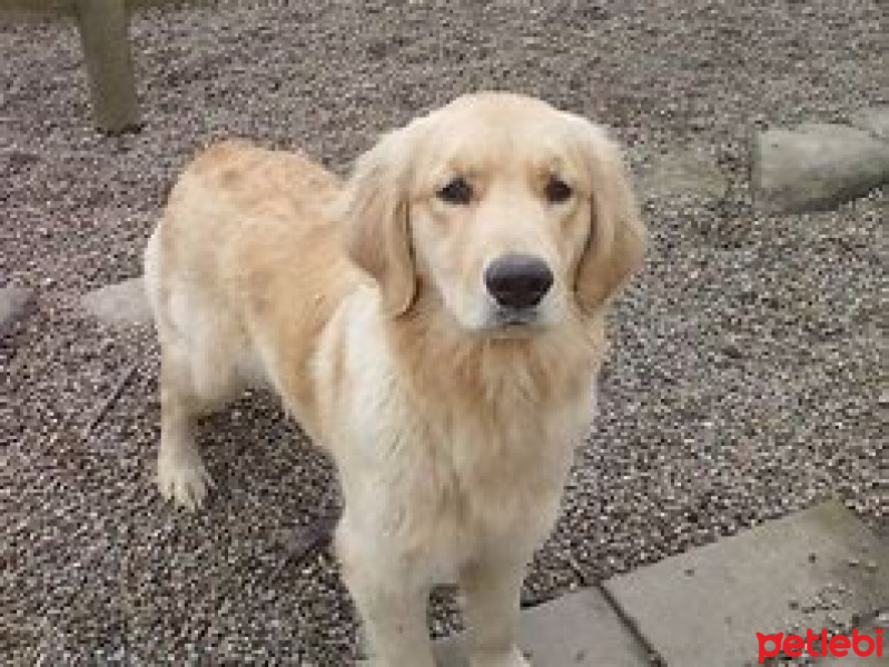Golden Retriever, Köpek  topak fotoğrafı