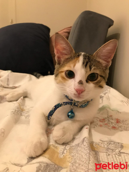 Tekir Kedi, Kedi  Ponçit fotoğrafı