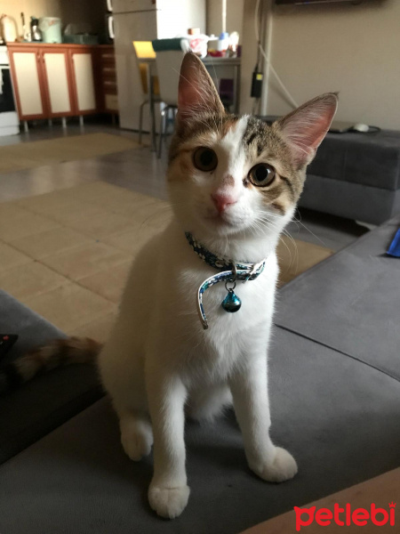 Tekir Kedi, Kedi  Ponçit fotoğrafı