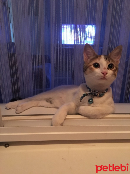 Tekir Kedi, Kedi  Ponçit fotoğrafı