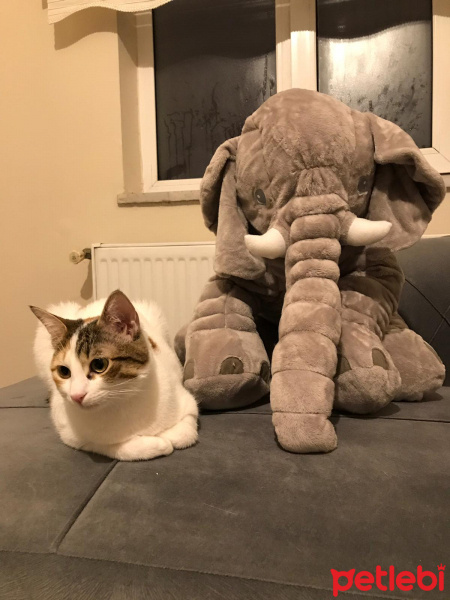 Tekir Kedi, Kedi  Ponçit fotoğrafı