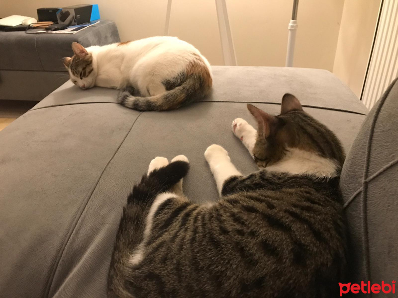 Tekir Kedi, Kedi  Ponçit fotoğrafı