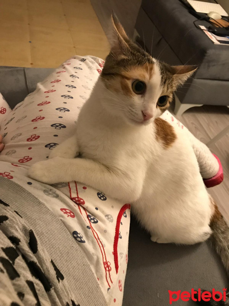 Tekir Kedi, Kedi  Ponçit fotoğrafı