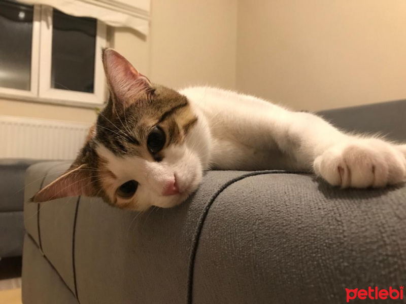 Tekir Kedi, Kedi  Ponçit fotoğrafı