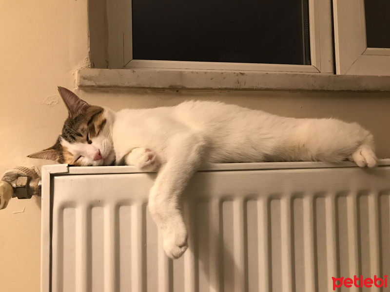 Tekir Kedi, Kedi  Ponçit fotoğrafı
