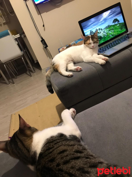 Tekir Kedi, Kedi  Ponçit fotoğrafı