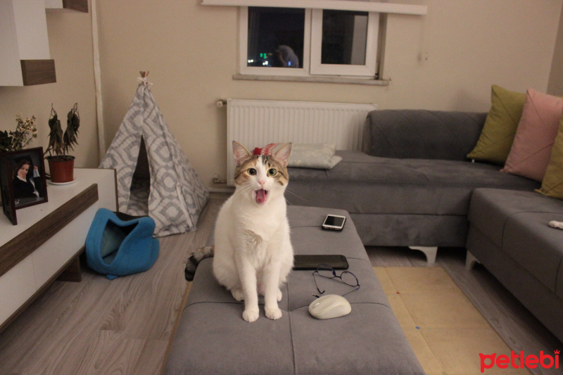 Tekir Kedi, Kedi  Ponçit fotoğrafı
