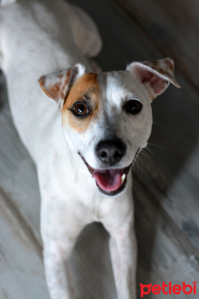 Jack Russell Terrier, Köpek  Korsan fotoğrafı