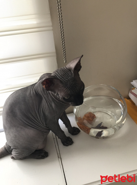 Sphynx, Kedi  Chrion fotoğrafı