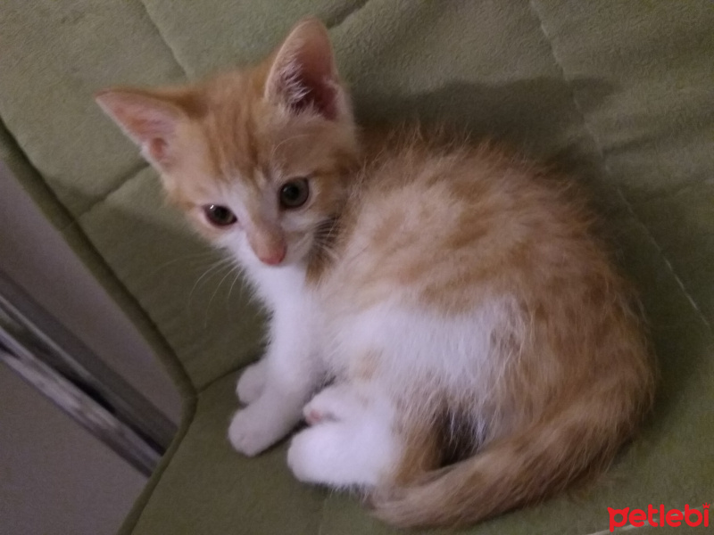 Sarman, Kedi  Ferudun fotoğrafı