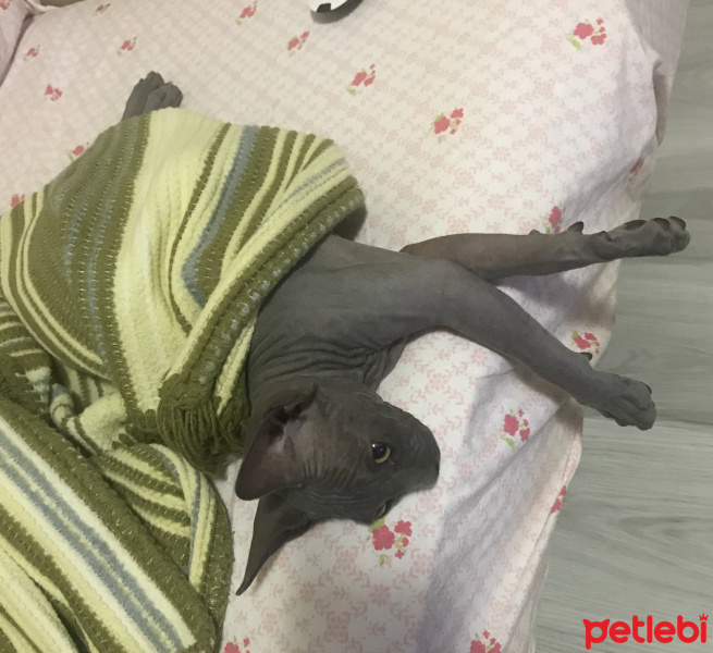 Sphynx, Kedi  Rose fotoğrafı