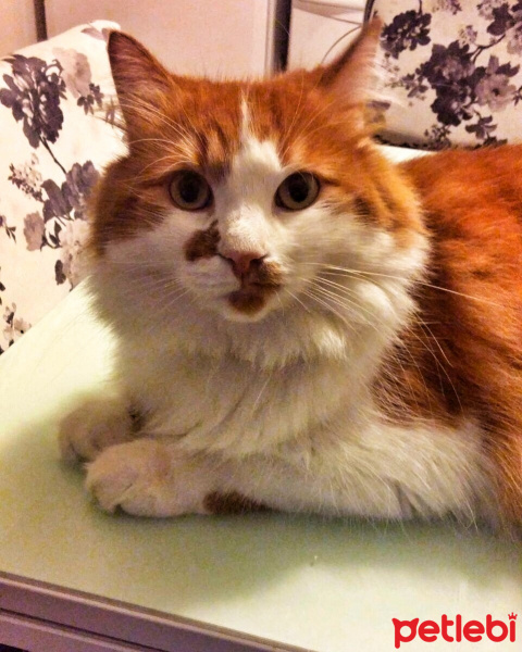 Norwegian Forest, Kedi  Behlül fotoğrafı