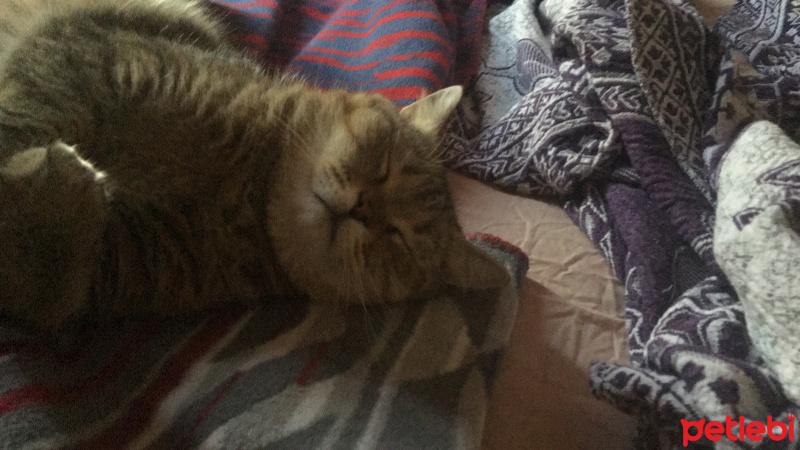 British Shorthair, Kedi  Cheddar fotoğrafı