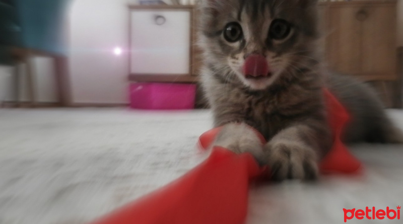 Tekir Kedi, Kedi  Küllü fotoğrafı