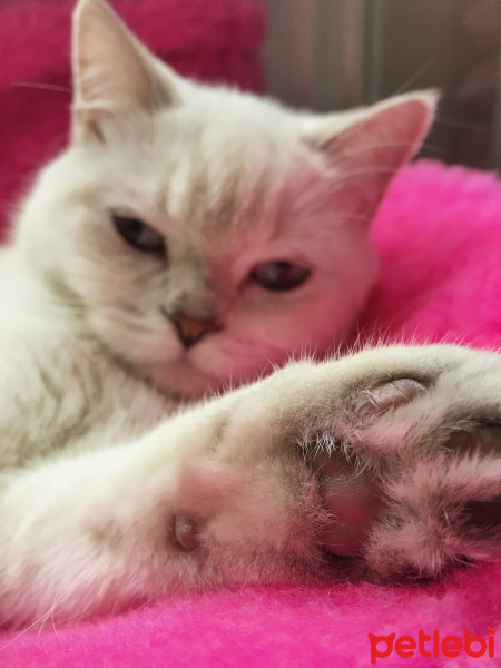 British Shorthair, Kedi  Lokum fotoğrafı