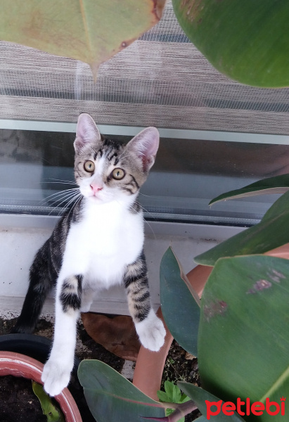 Tekir Kedi, Kedi  yavru 6 aylık fotoğrafı