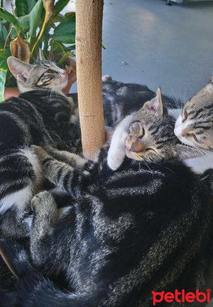 Tekir Kedi, Kedi  yavru  6 aylık fotoğrafı