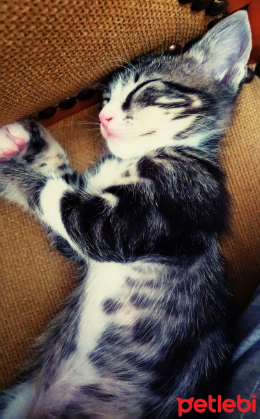 Tekir Kedi, Kedi  6 aylık yavru fotoğrafı