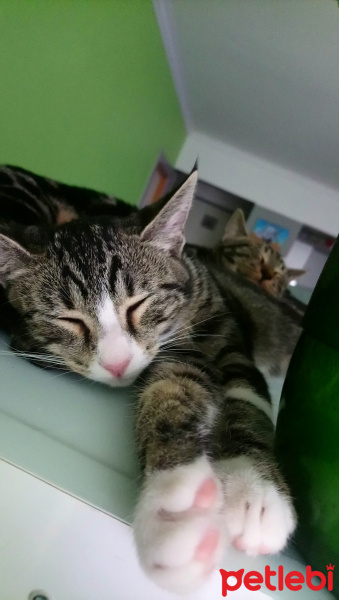 Tekir Kedi, Kedi  Taçi fotoğrafı