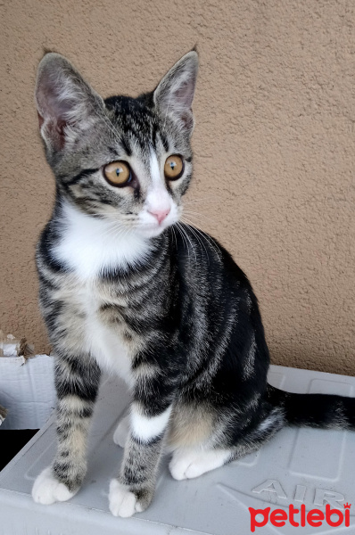 Tekir Kedi, Kedi  Taçi fotoğrafı