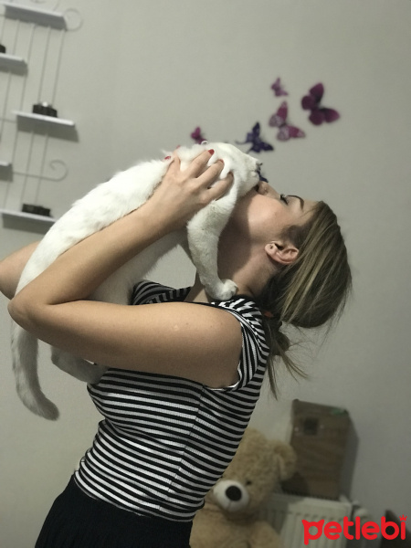 Scottish Fold, Kedi  MİA fotoğrafı