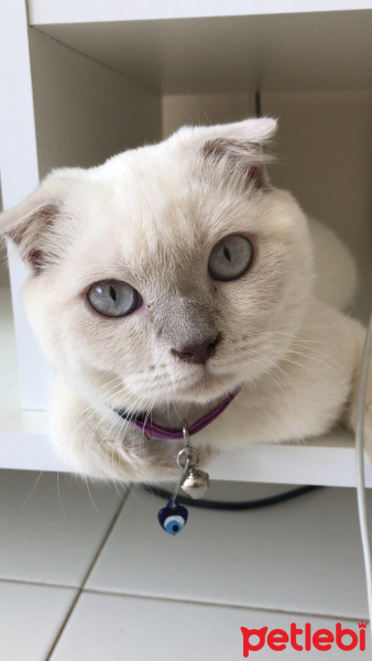 Scottish Fold, Kedi  MİA fotoğrafı