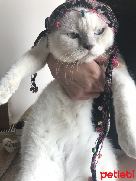 Scottish Fold, Kedi  MİA fotoğrafı