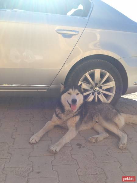 Sibirya Kurdu (Husky), Köpek  Boris fotoğrafı