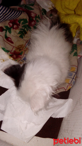 Tekir Kedi, Kedi  garip fotoğrafı