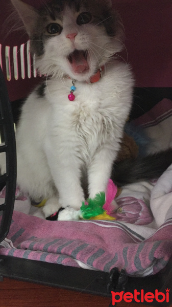 Tekir Kedi, Kedi  Leke fotoğrafı