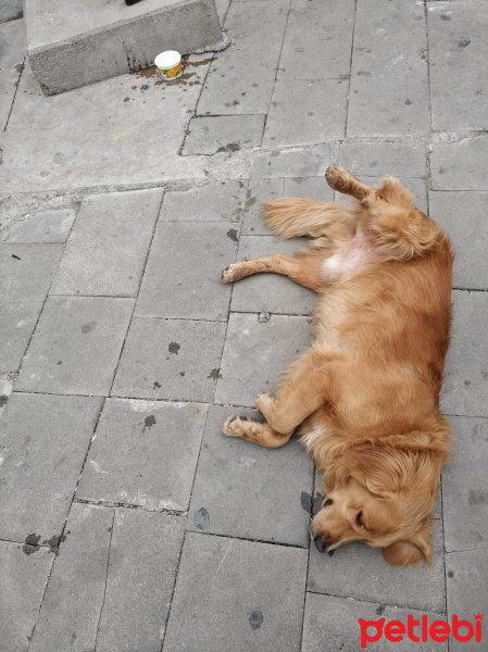 Golden Retriever, Köpek  Tarçın fotoğrafı