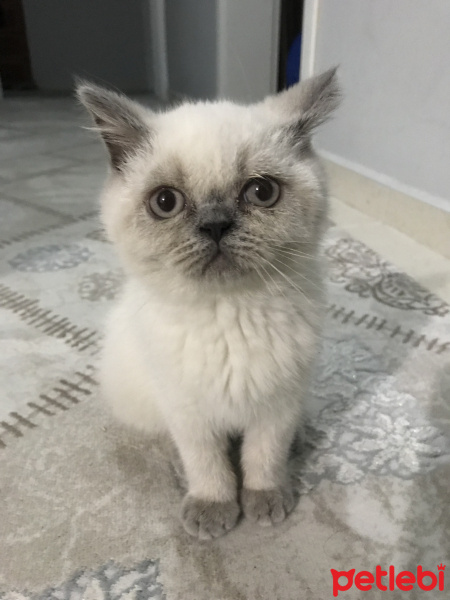 British Shorthair, Kedi  Lotus fotoğrafı