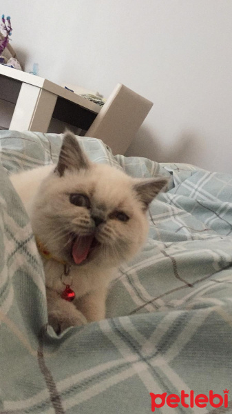 British Shorthair, Kedi  Lotus fotoğrafı