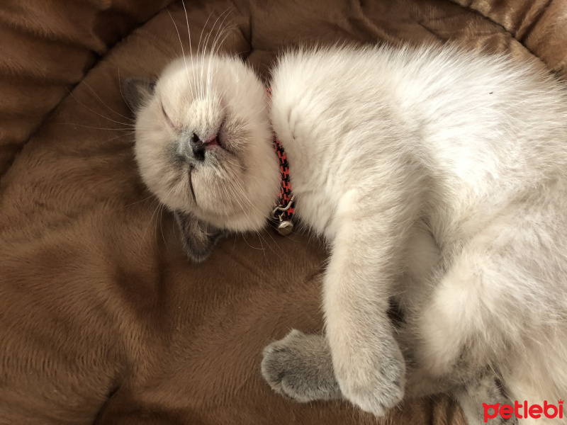 Scottish Fold, Kedi  Mila fotoğrafı