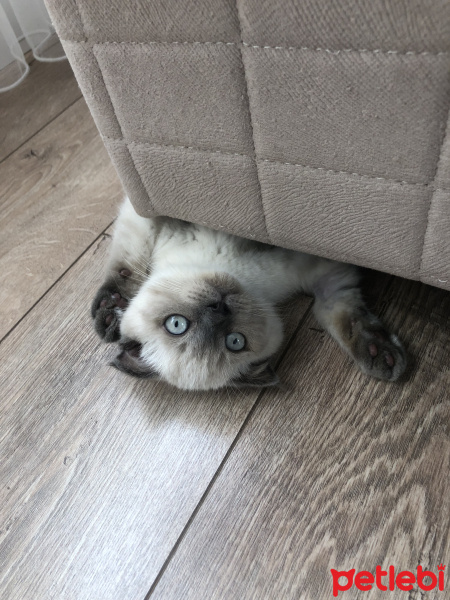 Scottish Fold, Kedi  Mila fotoğrafı