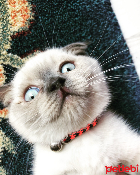 Scottish Fold, Kedi  Mila fotoğrafı