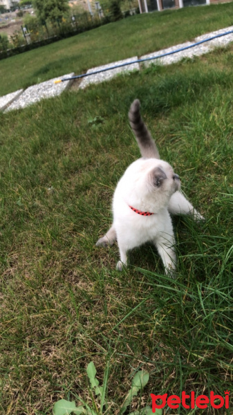 Scottish Fold, Kedi  Mila fotoğrafı