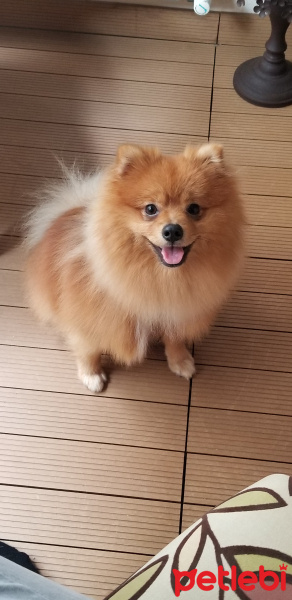 Pomeranyalı, Köpek  Rosso fotoğrafı