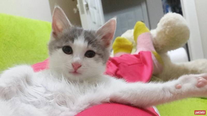 Tekir Kedi, Kedi  Bediş fotoğrafı