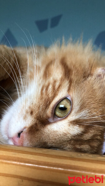 Norwegian Forest, Kedi  Mango fotoğrafı