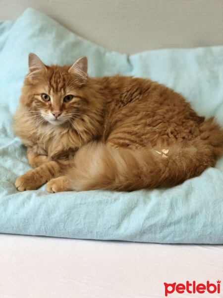 Norwegian Forest, Kedi  Mango fotoğrafı